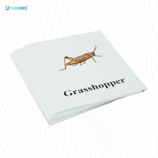 Insects Educational Cards